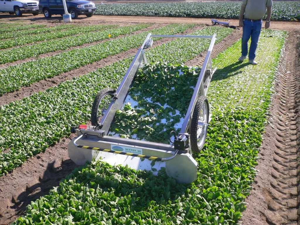 Mechanical Harvesting For Leafy Greens Growing Produce