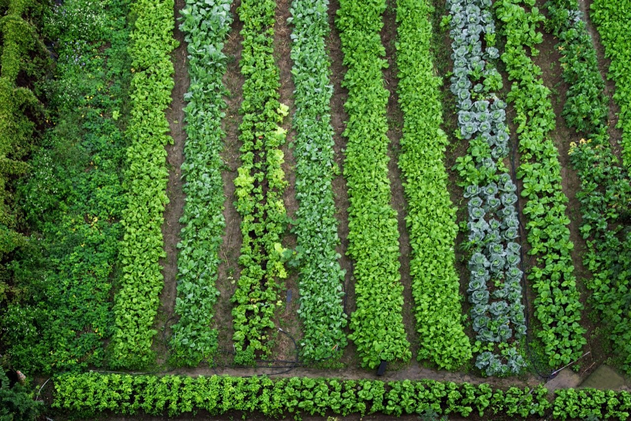 Aerial view of rows of leafy specialty crops