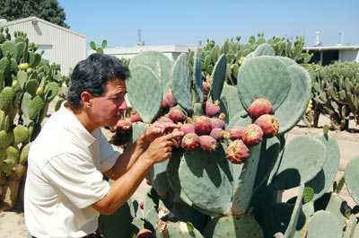 True Drought Tolerance