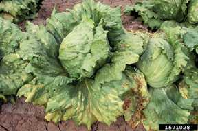 Get the Drop on Downy Mildew of Lettuce