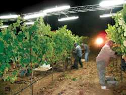 Using Lights To Harvest Grapes At Night
