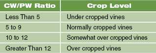 Late Summer And Fall Vine Management Tips