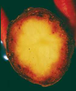 Late Blight Confirmed In Areas Of Idaho; Number Of Potato Psyllids Dips