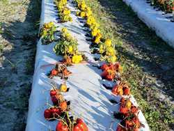 Phytophthora Blight Is A Destructive Force