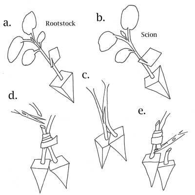 Melon Grafting: Approach