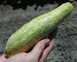 Cucurbit Leaf Crumple Virus