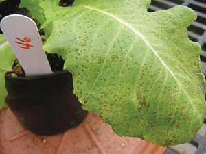 Pest Of The Month: Bacterial Leaf Spot