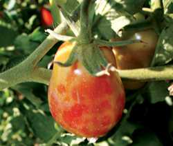 Tomato Spotted Wilt Virus