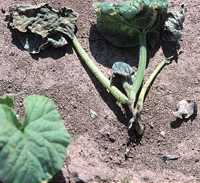 Pest Predictions for the Growing Season