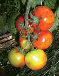 Pepino Mosaic Viurs Resistant Tomato Research
