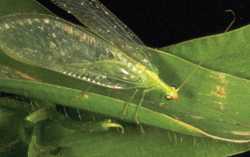 Beneficial Of The Month: Green Lacewings