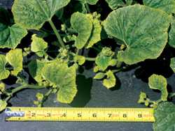 Grower Guidelines: Plan Ahead To Avoid Problems Later