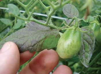 Mystery Disorder Targets Tomatoes