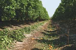 Mechanical Harvesting: A Trashy Business?