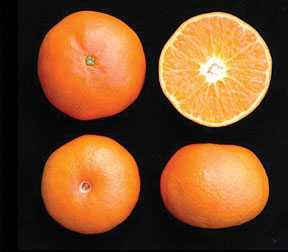 Learn The Licensing Process Behind The US Early Pride Tangerine