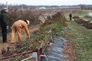 Rotating Trellis is a Lucrative Opportunity for Berry Growers