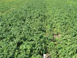 Better Tubers Equals Better Potatoes