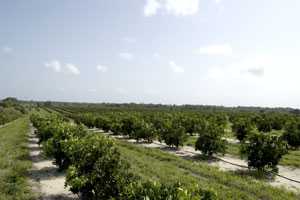 Florida Citrus Crop Estimate Continues To Slide