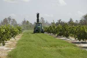 Citrus Health Management Areas Critical In HLB Fight