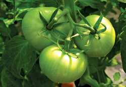 A Vegetable Experiment