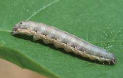 Late Season Vegetable Pest Management Tips