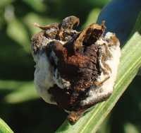 Pest Of The Month: Sclerotinia Disease