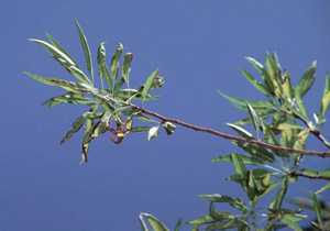 More Potassium For Better Stone Fruit And Almond Crops
