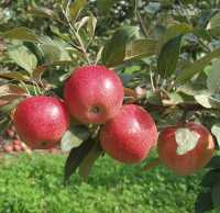 Online Exclusive: A Sampling Of New Apple Varieties
