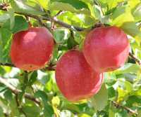 Michigan Apple Committee Enjoys Healthy Living Campaign