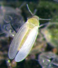 Tips to Whip Whiteflies