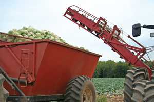 Harvest Trends: More Mechanization Needed For Vegetable Growers