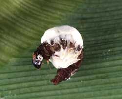 Beneficial Of The Month: Beauveris Bassiana