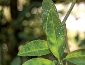 Legislation Helping In Battle Against HLB Clears Key Senate Hurdle