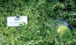 Planting Pollenizers Strategy For Watermelon Production