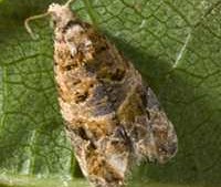 No European Grapevine Moths Found In Napa County Since 2013