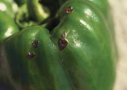 Pest of the Month: Bacterial Spot