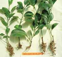 Getting To The Root Of The Weevil Problem