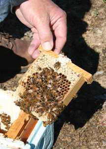 Cause Identified In Massive Bee Kill