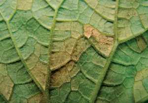 Downy Mildew Outbreak in Cucumbers