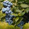 Variety Spotlight: Fall Creek Farm & Nursery, Inc.