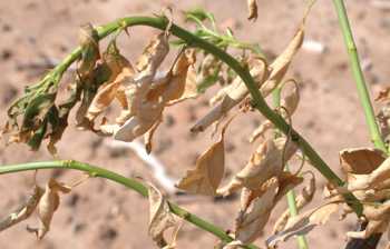 Nitrogen is Most Import Element for Almond Growth