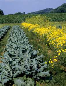 Sustainability Essentials: Use Of Renewable Resources