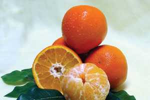 Fresh Appeal of New Citrus Varieties