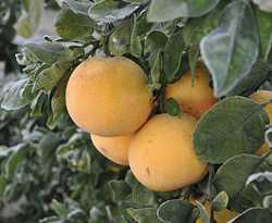 Crop-Damaging Cold Predicted For Florida
