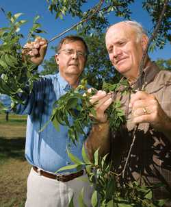 Improving Organic Pecan Yields