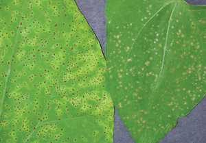 Rust Resistant Bean Crops