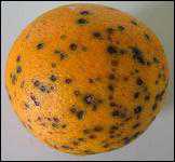 Enable 2F Fungicide Label Expanded For Citrus Black Spot In Florida