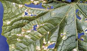 Pest Of The Month:  Angular Leaf Spot