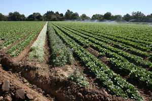 A One – Two Punch: Bts Help Maintain Beneficial Insects and Habitats