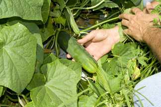 FDA Issues Import Alert For Cucumbers